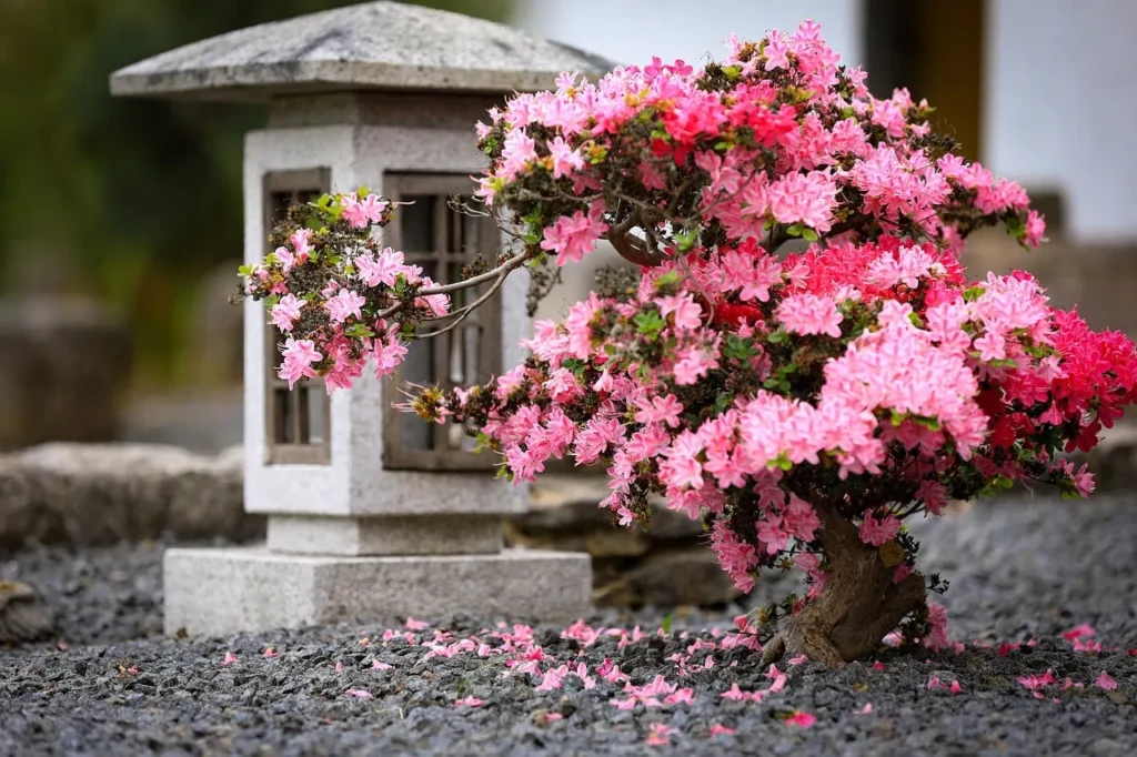 A mini bonsai giving rock garden some life.