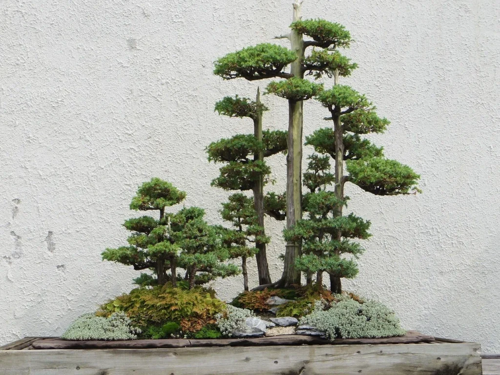 Various bonsai pine trees on display.