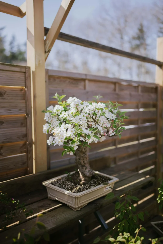 White Cherry Blossom Bonsai protected from midday sun.